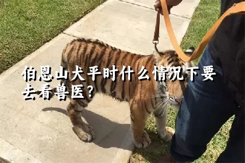 伯恩山犬平时什么情况下要去看兽医？ 