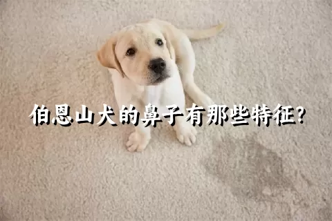 伯恩山犬的鼻子有那些特征？