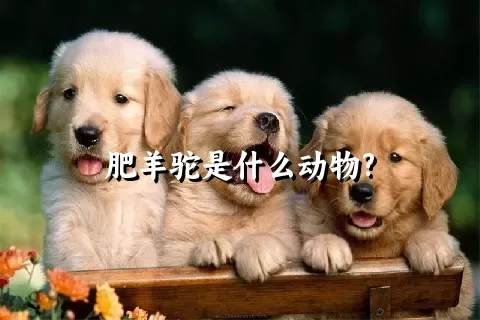 肥羊驼是什么动物?