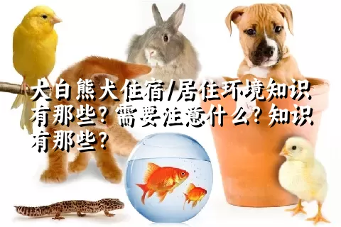 大白熊犬住宿/居住环境知识有那些？需要注意什么？知识有那些？