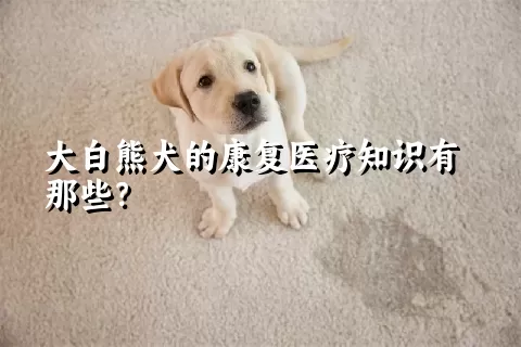 大白熊犬的康复医疗知识有那些？