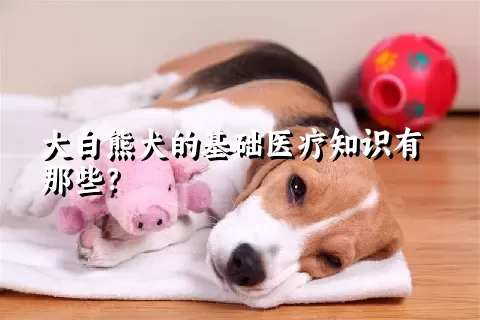 大白熊犬的基础医疗知识有那些？