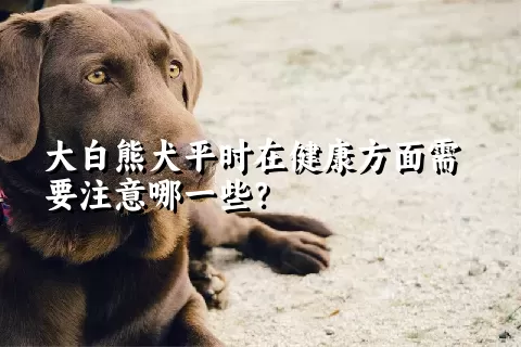 大白熊犬平时在健康方面需要注意哪一些？