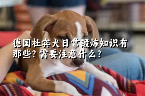 德国杜宾犬日常锻炼知识有那些？需要注意什么？