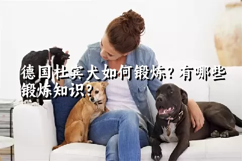 德国杜宾犬如何锻炼？有哪些锻炼知识？