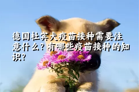 德国杜宾犬疫苗接种需要注意什么？有哪些疫苗接种的知识？