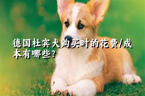 德国杜宾犬购买时的花费/成本有哪些？