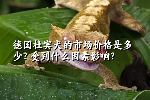 德国杜宾犬的市场价格是多少？受到什么因素影响？