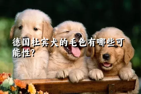 德国杜宾犬的毛色有哪些可能性?