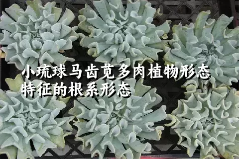 小琉球马齿苋多肉植物形态特征的根系形态