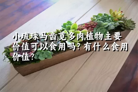 小琉球马齿苋多肉植物主要价值可以食用吗？有什么食用价值？