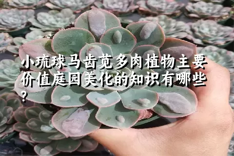 小琉球马齿苋多肉植物主要价值庭园美化的知识有哪些？