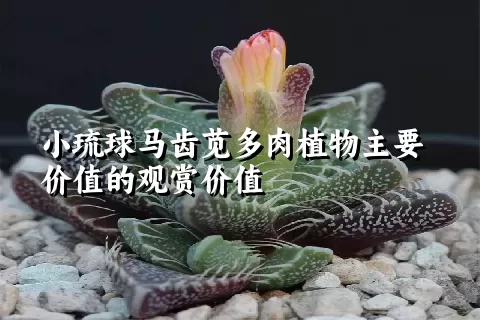 小琉球马齿苋多肉植物主要价值的观赏价值