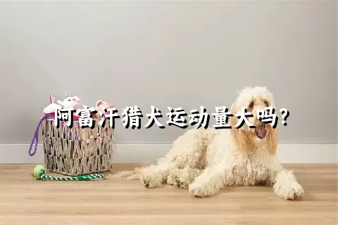 阿富汗猎犬运动量大吗？