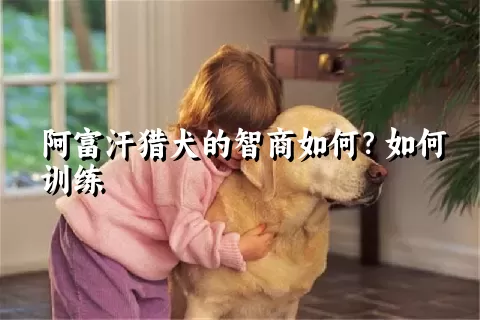 阿富汗猎犬的智商如何？如何训练