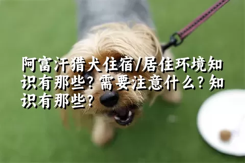 阿富汗猎犬住宿/居住环境知识有那些？需要注意什么？知识有那些？