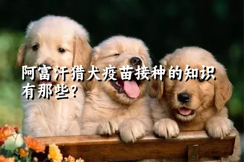 阿富汗猎犬疫苗接种的知识有那些？