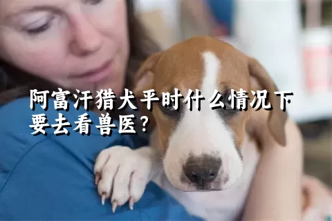 阿富汗猎犬平时什么情况下要去看兽医？ 