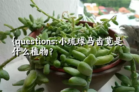 小琉球马齿苋是什么植物？