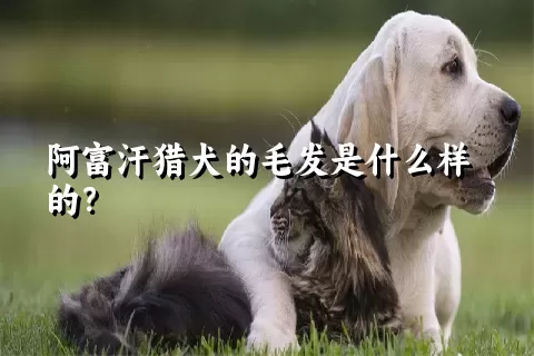 阿富汗猎犬的毛发是什么样的？