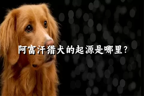 阿富汗猎犬的起源是哪里？