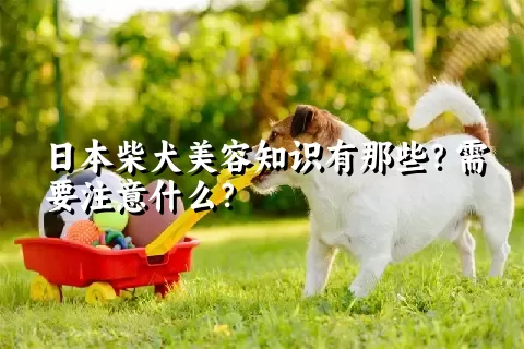 日本柴犬美容知识有那些？需要注意什么？