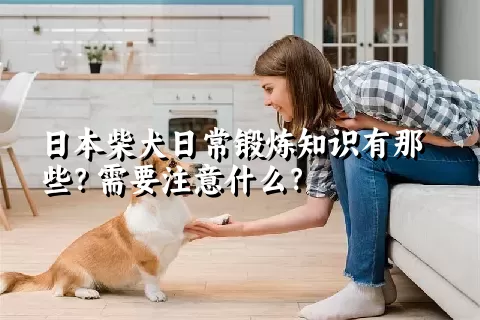 日本柴犬日常锻炼知识有那些？需要注意什么？