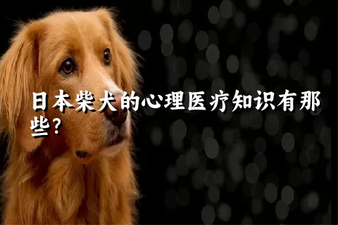 日本柴犬的心理医疗知识有那些？