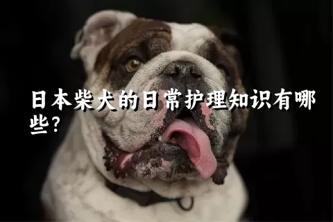 日本柴犬的日常护理知识有哪些？