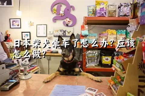 日本柴犬晕车了怎么办？应该怎么做？