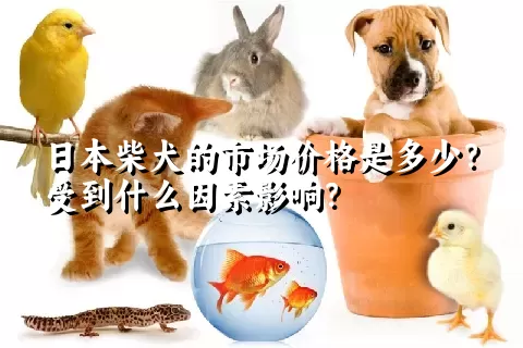 日本柴犬的市场价格是多少？受到什么因素影响？