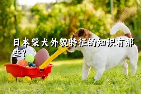 日本柴犬外貌特征的知识有那些？