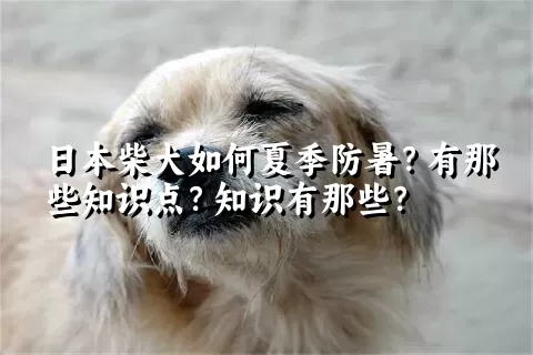 日本柴犬如何夏季防暑？有那些知识点？知识有那些？