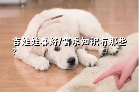 吉娃娃喜好/需求知识有那些？