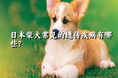 日本柴犬常见的遗传疾病有哪些？