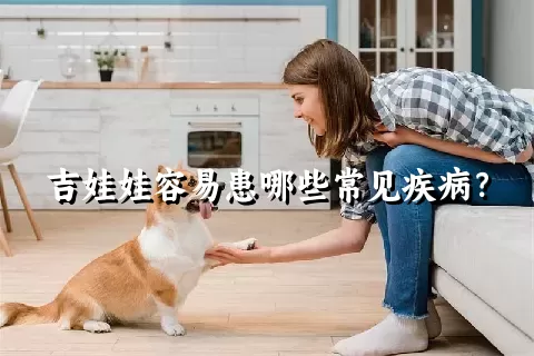 吉娃娃容易患哪些常见疾病？