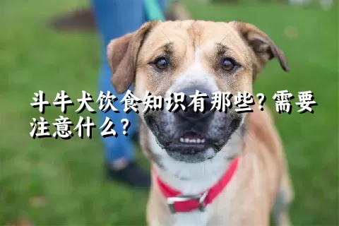 斗牛犬饮食知识有那些？需要注意什么？