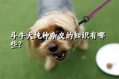 斗牛犬纯种杂交的知识有哪些？ 