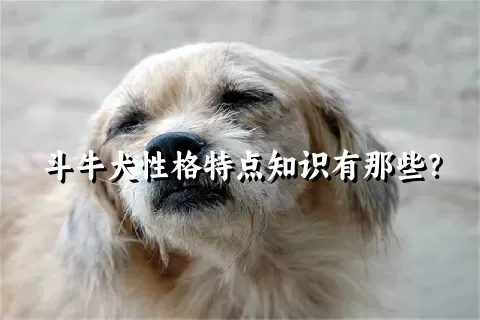 斗牛犬性格特点知识有那些？