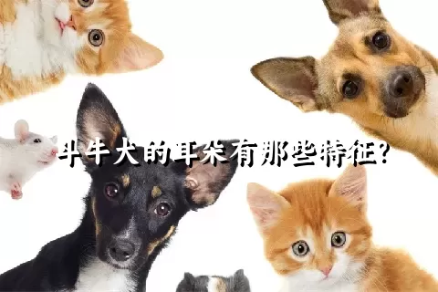 斗牛犬的耳朵有那些特征？