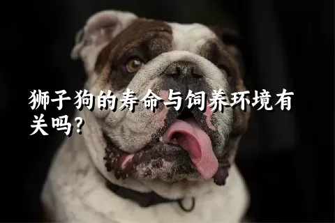 狮子狗的寿命与饲养环境有关吗？