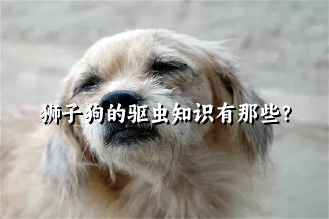 狮子狗的驱虫知识有那些？