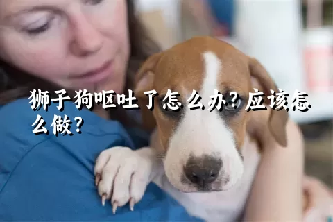 狮子狗呕吐了怎么办？应该怎么做？