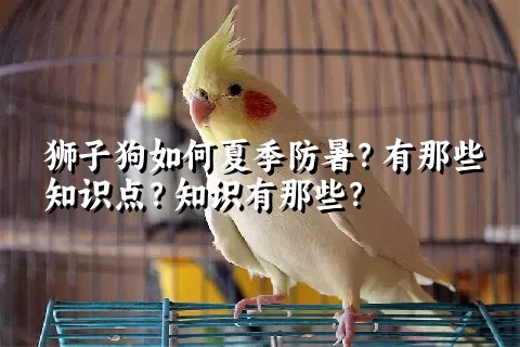 狮子狗如何夏季防暑？有那些知识点？知识有那些？