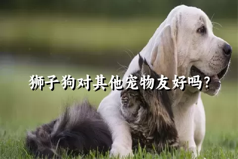 狮子狗对其他宠物友好吗？