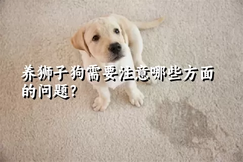 养狮子狗需要注意哪些方面的问题？