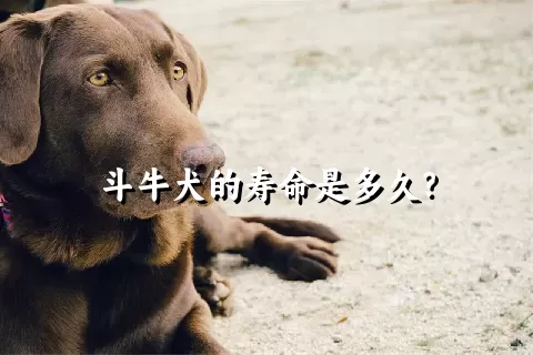 斗牛犬的寿命是多久？