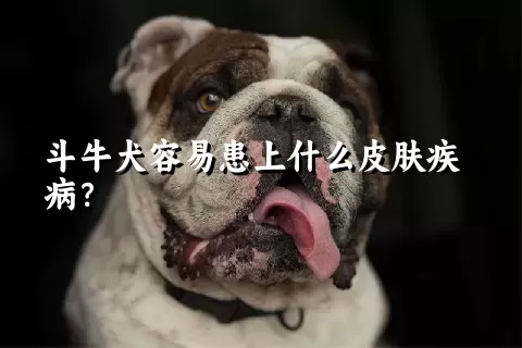 斗牛犬容易患上什么皮肤疾病？