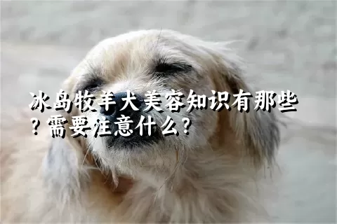 冰岛牧羊犬美容知识有那些？需要注意什么？