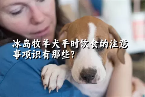 冰岛牧羊犬平时饮食的注意事项识有那些？ 